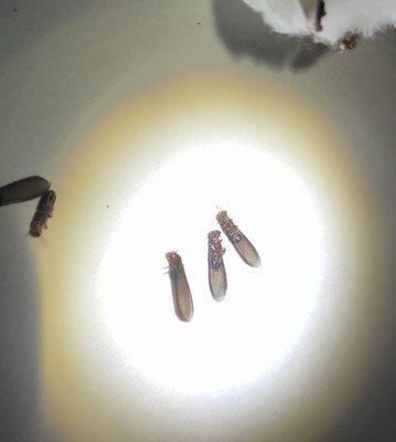 No Nest Termite Control