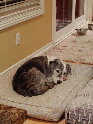 Tags Veterinary clinic