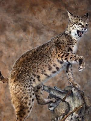 Nature's Best Wildlife Artistry