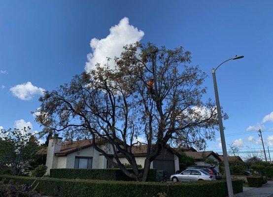 All Star Tree Experts