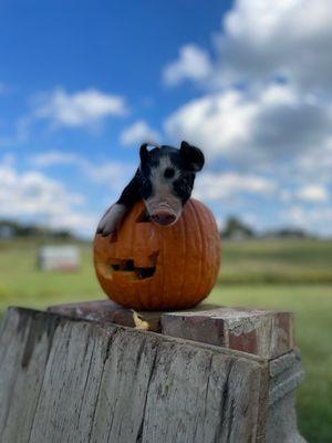 Hickory Grove Farm