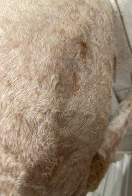 Oozing blood from multiple nicks on her back.