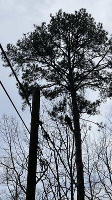 The best tree service