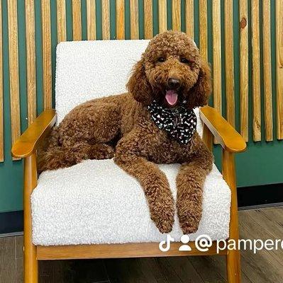 Pampered Paws Grooming