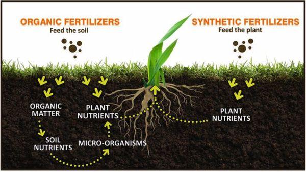 Prosper Core Aeration