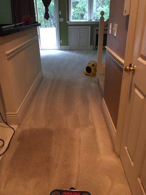 Yoan's carpet cleaning