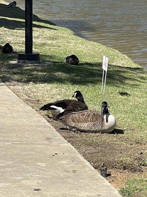 The Blake At Township