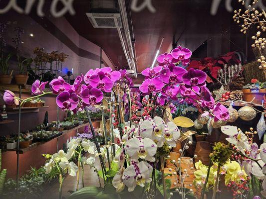 Orchid Man