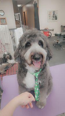 Malcolm $88 Mini Sheepadoodle