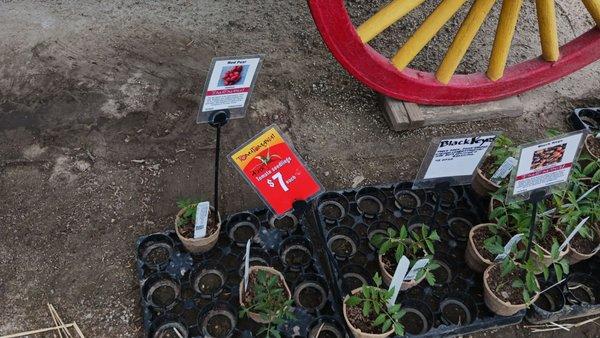 Tapia Bros Pumpkin Patch