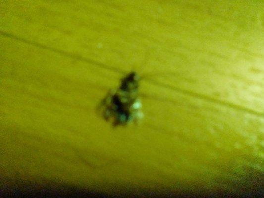 Motel 6-Raleigh NC - North