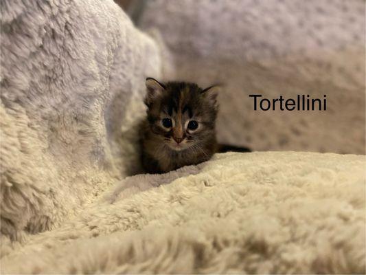 Beating Hearts Rescue