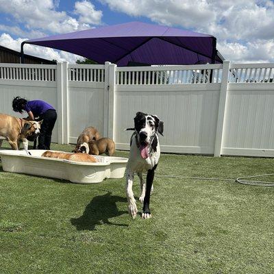 The Royal Pet Resort and Spa