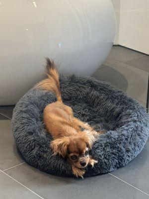 She's back to her peppy self! So grateful.