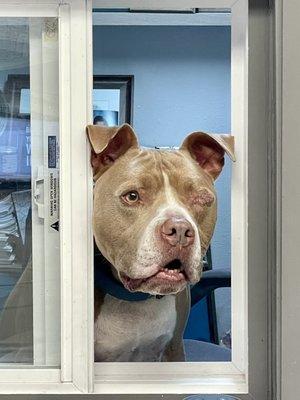 Tank just a few days post op looking amazing!