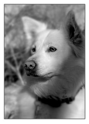 Front Range Pet Care