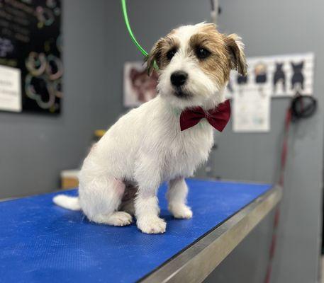 Seattle Canine Club - South Lake Union