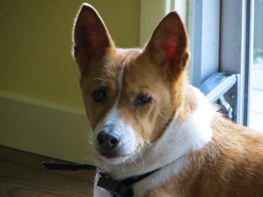 Village Square Portola Valley Veterinary Hospital