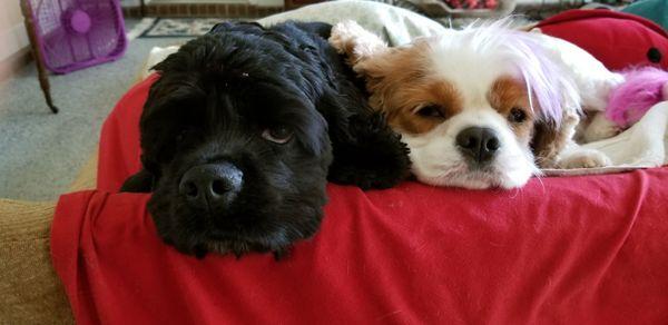 Spanish Trail Veterinary Hospital