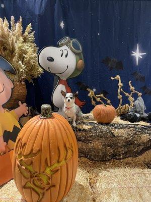 Impetus Animal Training