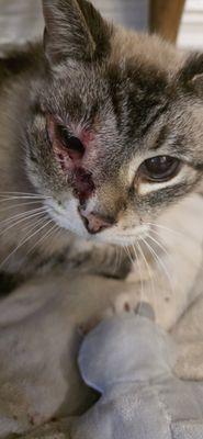 Meadow Hill Veterinary Shoppe