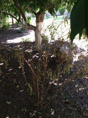 Bim's Lawn & Landscaping Service