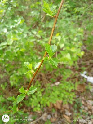 Platfom Lekol Sitwayen