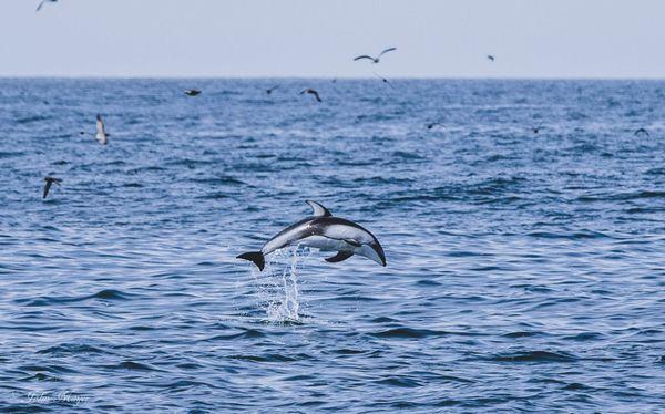 Wild Pacific Whale Watch