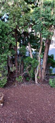 Bertolucci Management