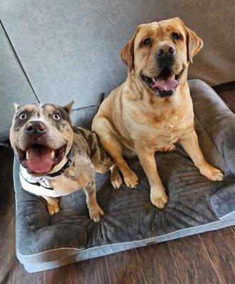 Pawsitive PAC Creations Dog Training