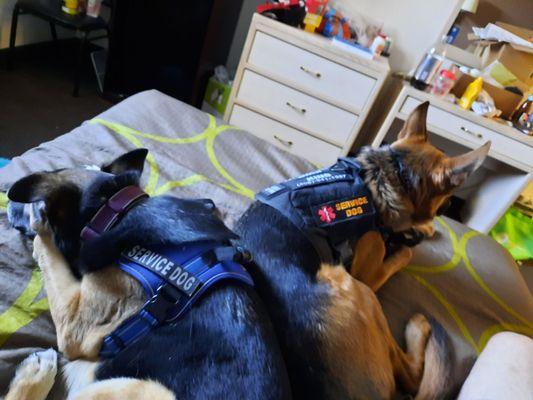 These are my service dogs I am a 100% disabled vet.