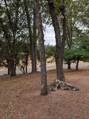 Under growth all chipped