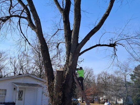 Osburn Tree Trimming