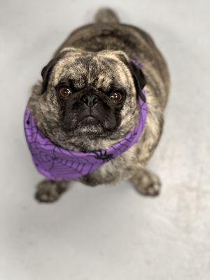 Doggie Styles Grooming