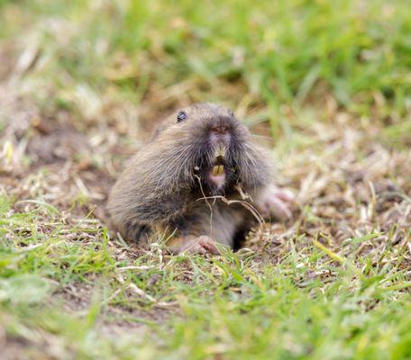 Gophers and moles may be small but they can devastate your property!