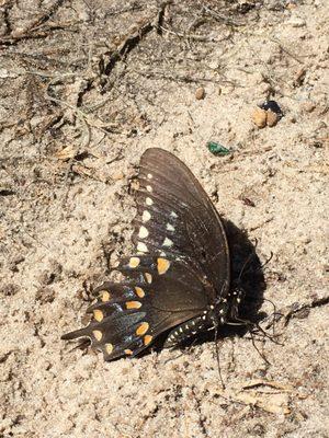 Cynthia Moore Chestnut Park