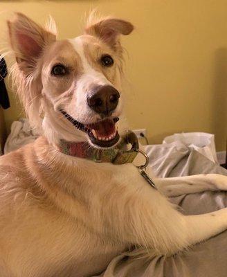 Happy Tails Ranch