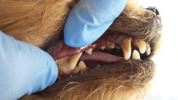 Aurora before her teeth cleaning without anesthesia