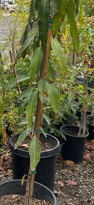 The Standard Design Group Nurseries