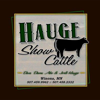 Hauge Show Cattle