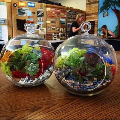 Succulent terrarium workshop