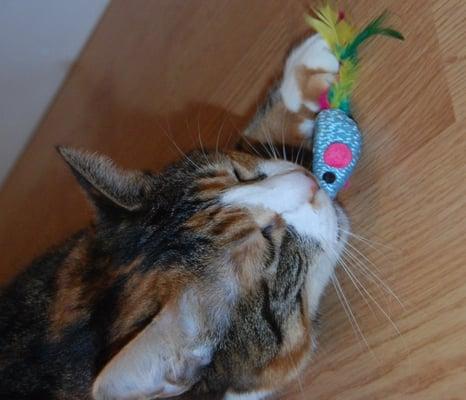 Miss Zoe likes the mouse her pet sitter gave her. Zoe loves play time!!