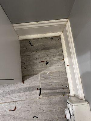 Organization Cleaning Disinfecting