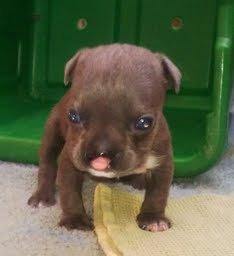 Palomino Valley Pet Rescue