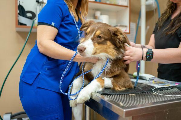 Paws for a Cause Vet Care