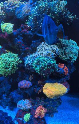 Aquatic Creations Aquaculture