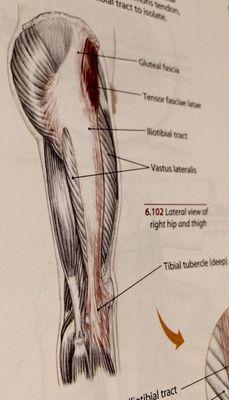 Photo from Jane's anatomy book. Areas to self massage.