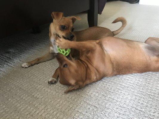 She's just great with my little girls Dory & Brittany