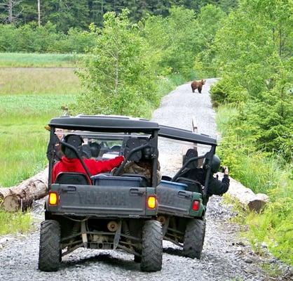 Alaska Coastal brown Bears use the trails too.