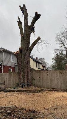 Jacob’s Tree Experts
